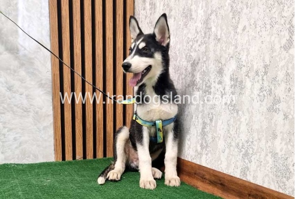 twlh-hasky-husky-402_3