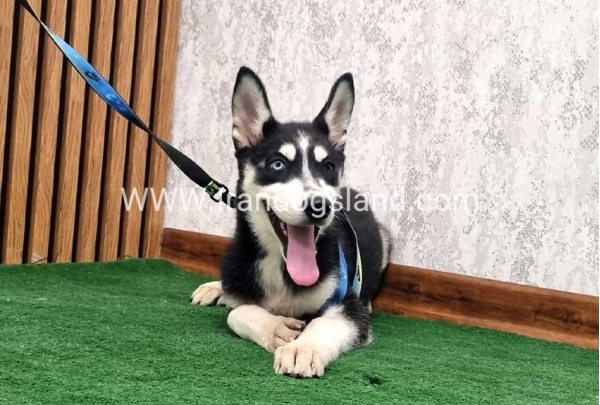 twlh-hasky-husky-402_4