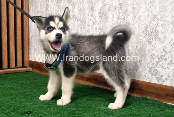 twlh-hasky-husky-408_1