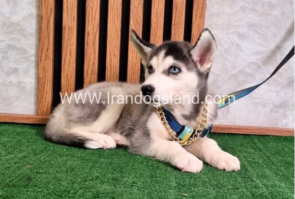 twlh-hasky-husky-410_1