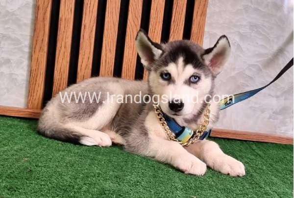 twlh-hasky-husky-410_2