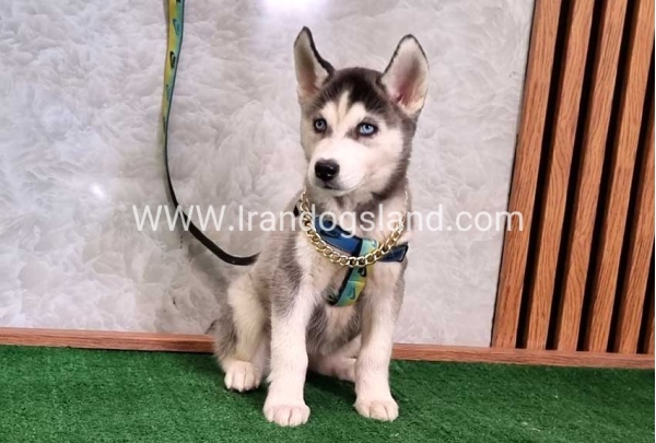 twlh-hasky-husky-410_3