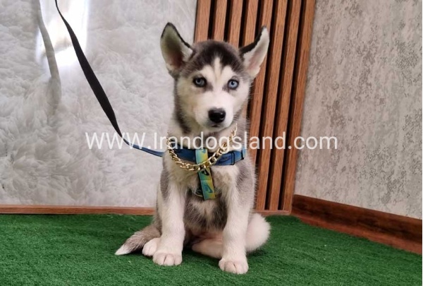 twlh-hasky-husky-410_4