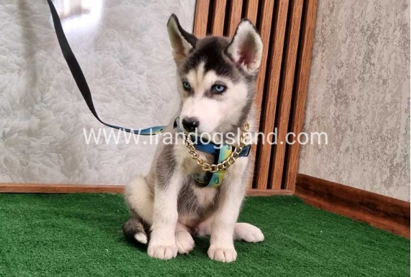 twlh-hasky-husky-410_5