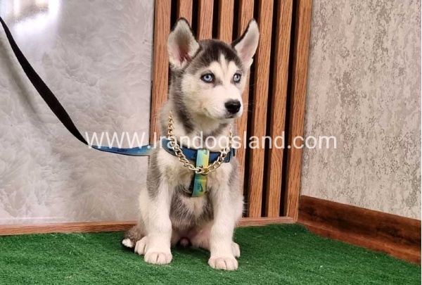 twlh-hasky-husky-410_6