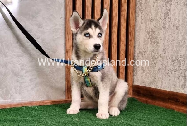 twlh-hasky-husky-410_7
