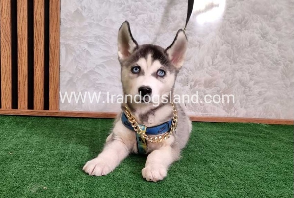 twlh-hasky-husky-410_9