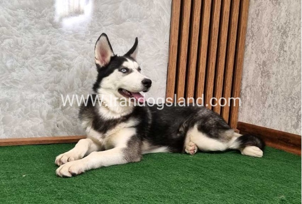 twlh-hasky-husky-411_1