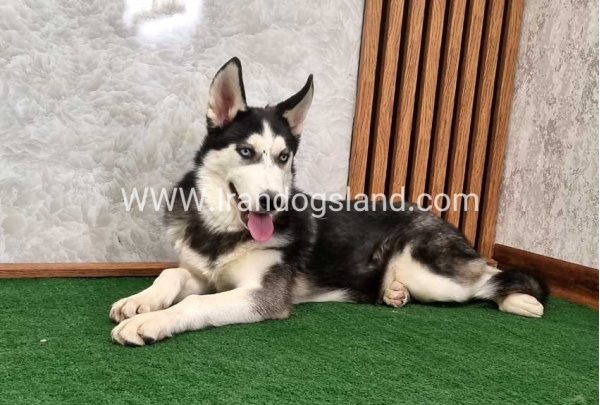 twlh-hasky-husky-411_10
