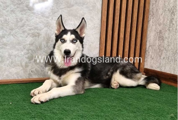 twlh-hasky-husky-411_2