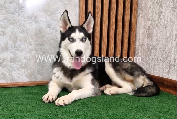 twlh-hasky-husky-411_3