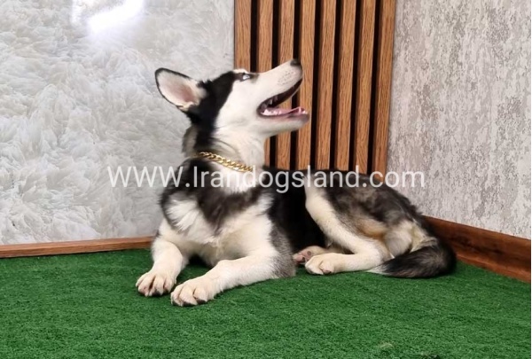 twlh-hasky-husky-411_4