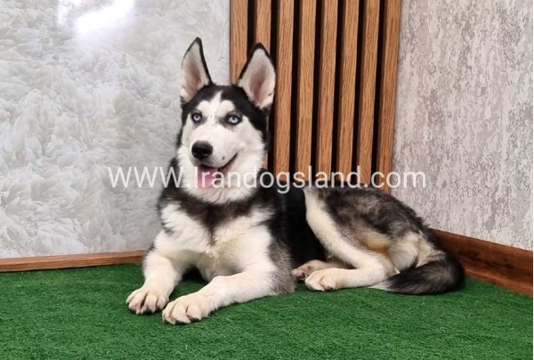 twlh-hasky-husky-411_5