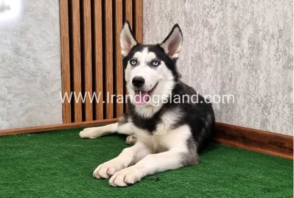 twlh-hasky-husky-411_7