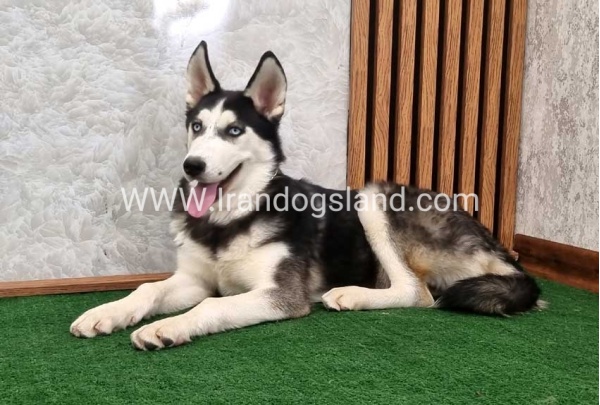 twlh-hasky-husky-411_9