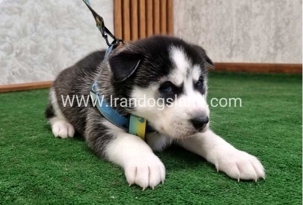 twlh-hasky-husky-413_5