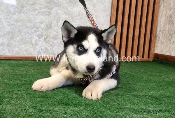 هاسکی پشت مشکی - H351