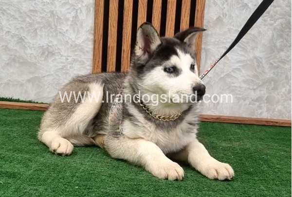 هاسکی اصیل چشم آبی - H355