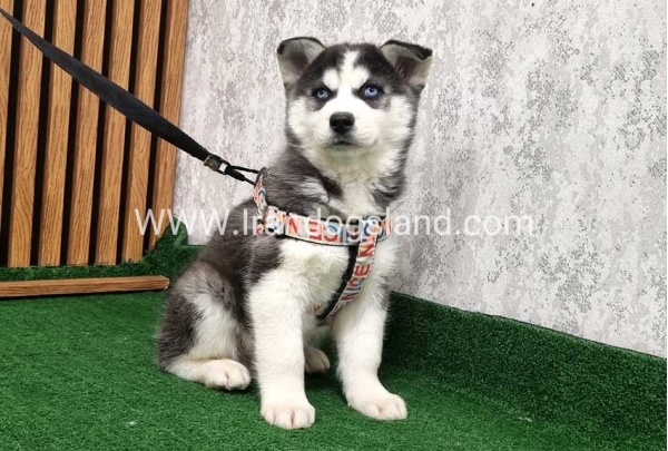 twlh-hasky-husky-437_10