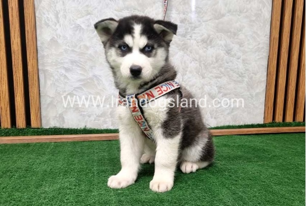 twlh-hasky-husky-437_11