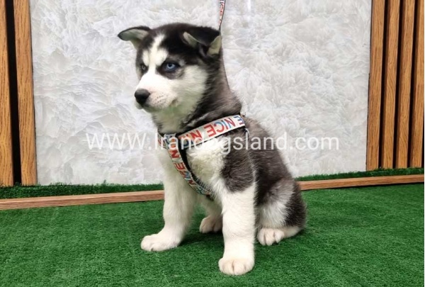 twlh-hasky-husky-437_12