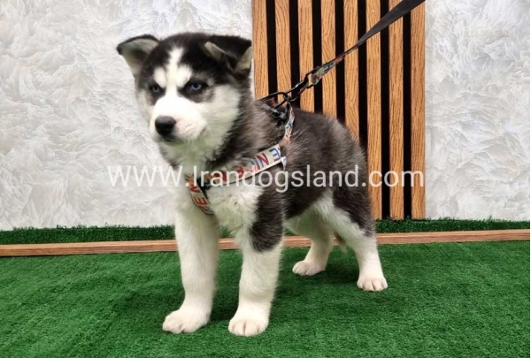 twlh-hasky-husky-437_2