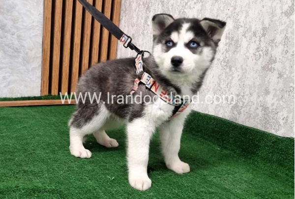 twlh-hasky-husky-437_3