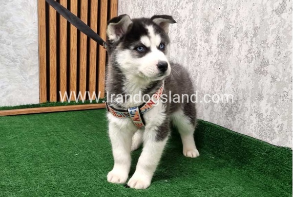 twlh-hasky-husky-437_4