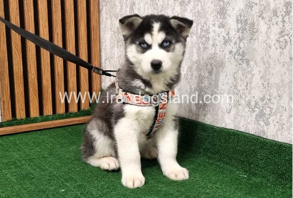 twlh-hasky-husky-437_6