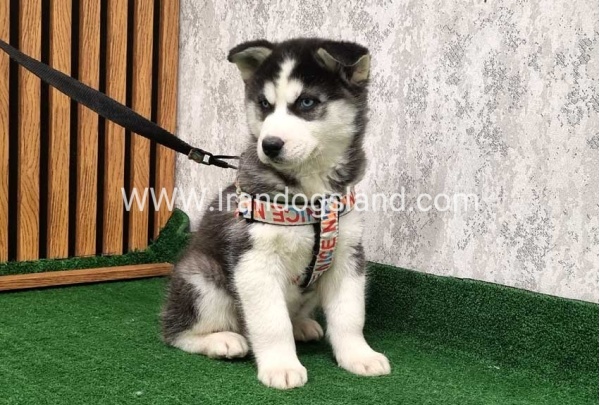 twlh-hasky-husky-437_7
