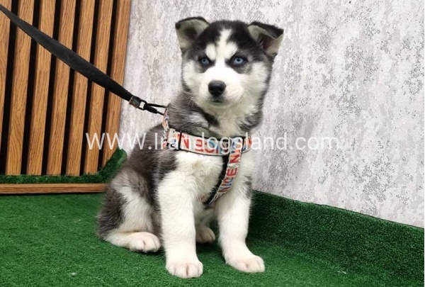 twlh-hasky-husky-437_8