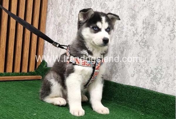 twlh-hasky-husky-437_9