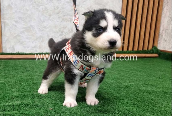 twlh-hasky-husky-439_1