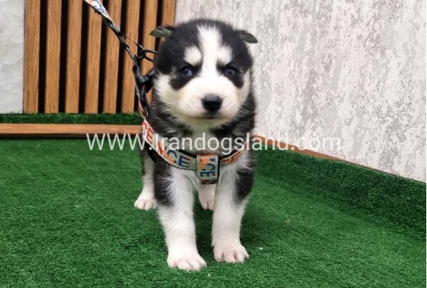 twlh-hasky-husky-439_6