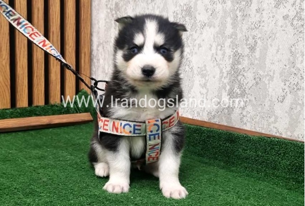 twlh-hasky-husky-439_7