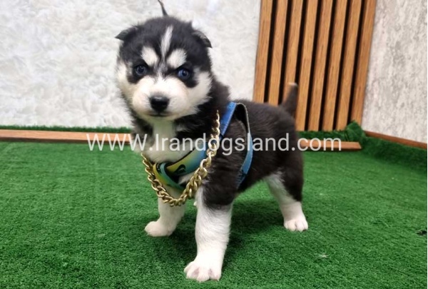 twlh-hasky-husky-440_1