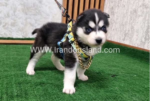 twlh-hasky-husky-440_6