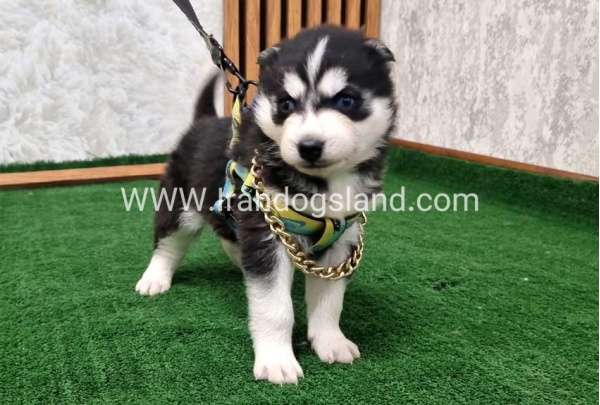twlh-hasky-husky-440_9