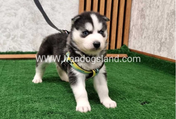 twlh-hasky-husky-441_3