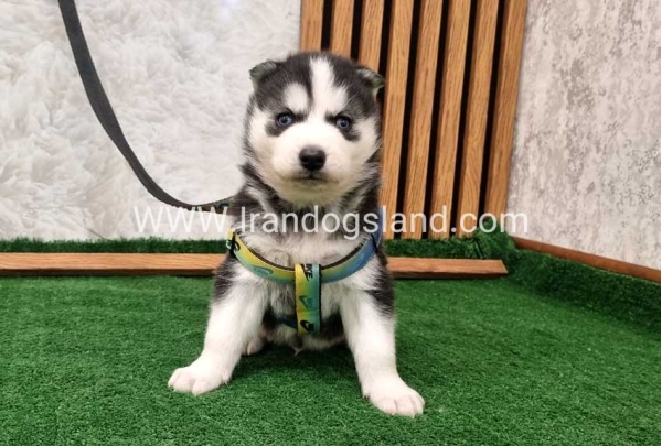 twlh-hasky-husky-441_4