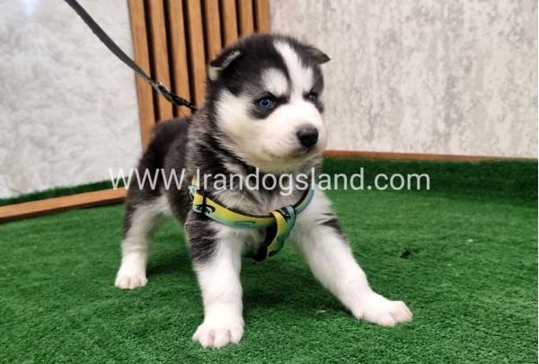 twlh-hasky-husky-441_5