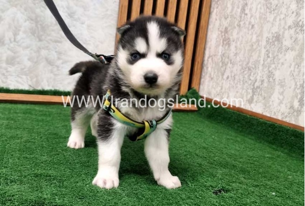 twlh-hasky-husky-441_7