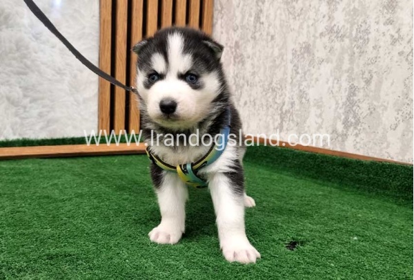 twlh-hasky-husky-441_9