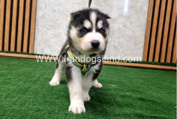 twlh-hasky-husky-442_1