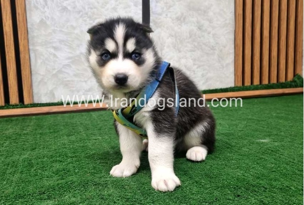 twlh-hasky-husky-442_2