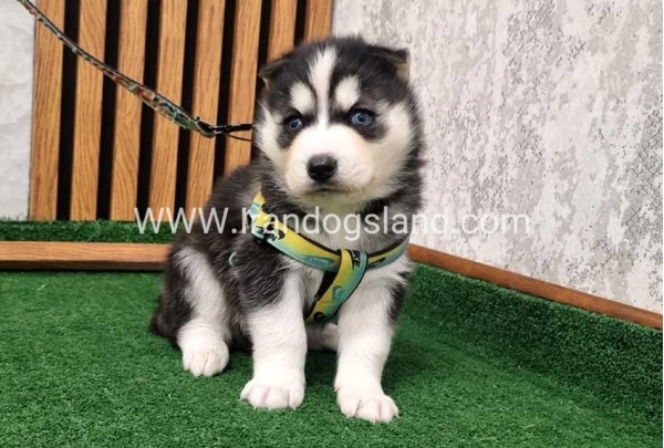 twlh-hasky-husky-442_4