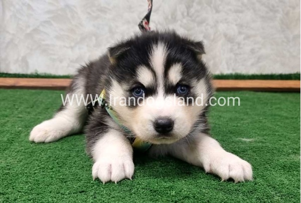 twlh-hasky-husky-442_7