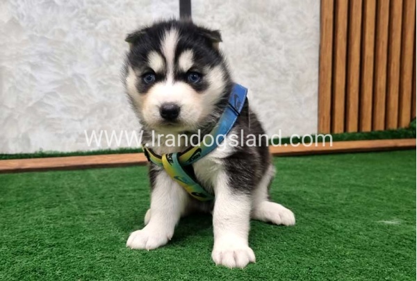 twlh-hasky-husky-442_8