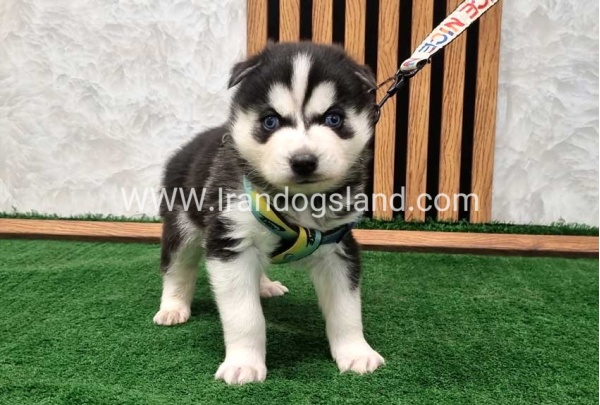 twlh-hasky-husky-443_2