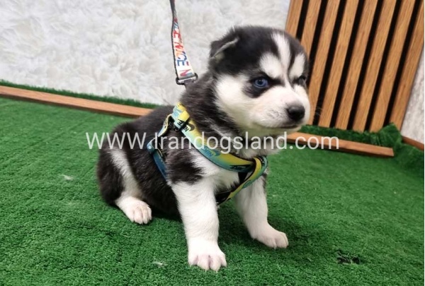 twlh-hasky-husky-443_4